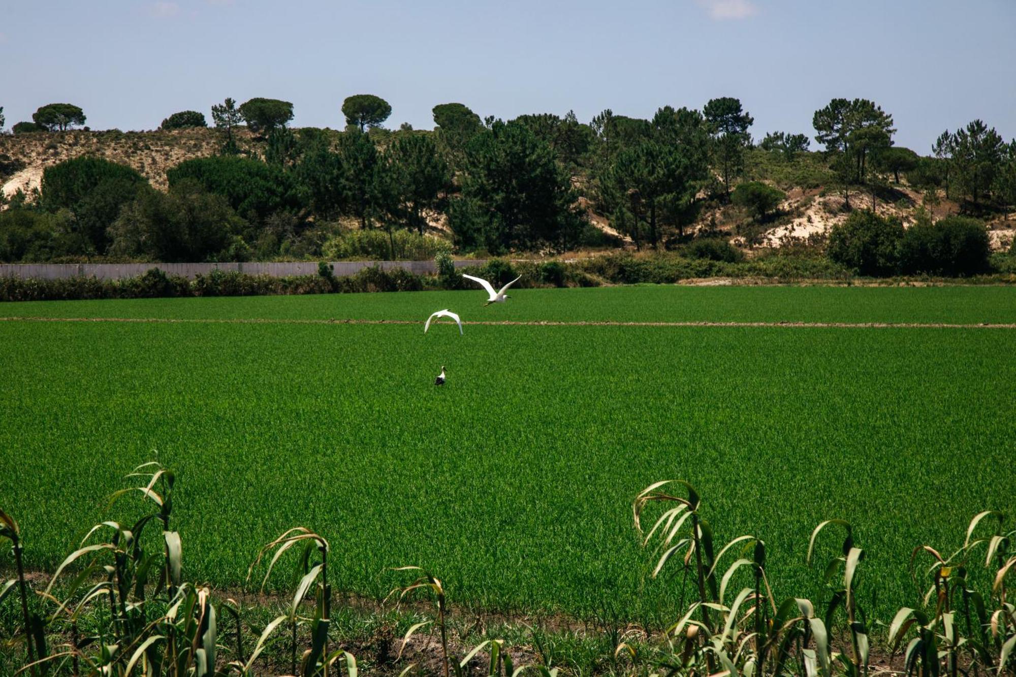 Herdade De Montalvo - Comporta Extérieur photo